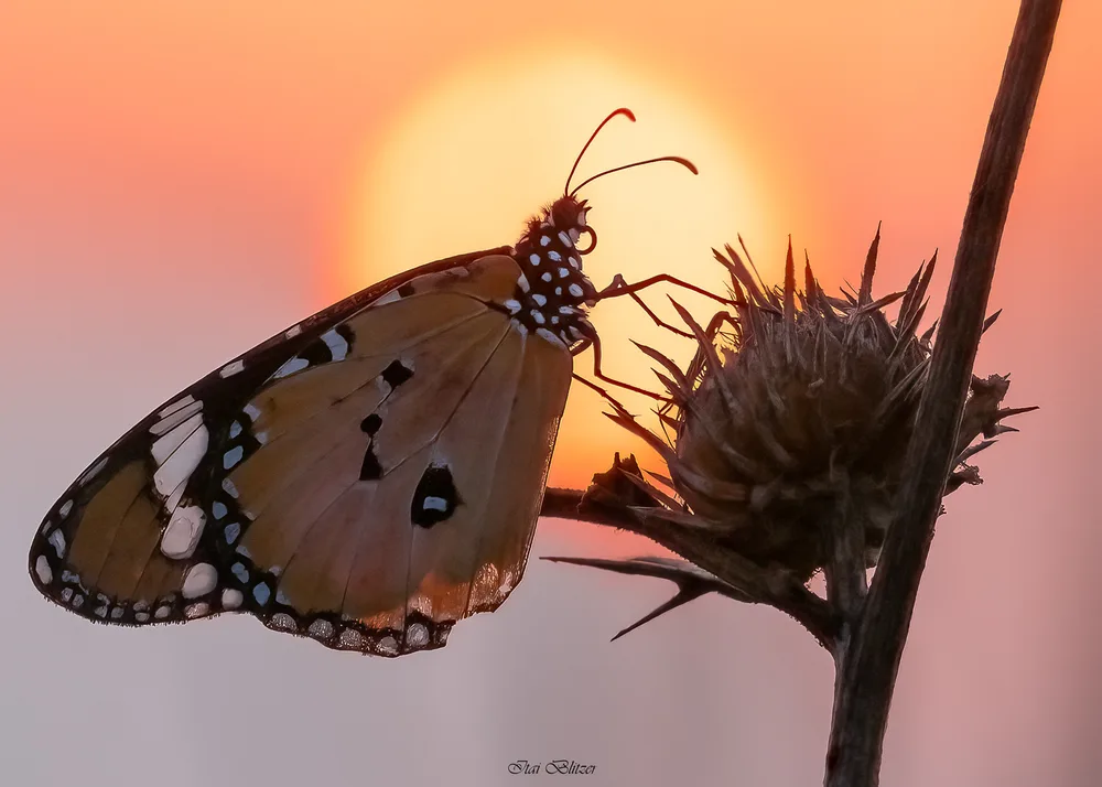 Butterflies