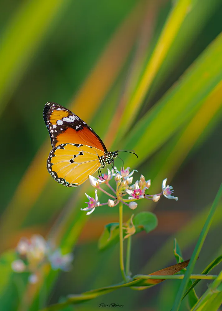 Butterflies