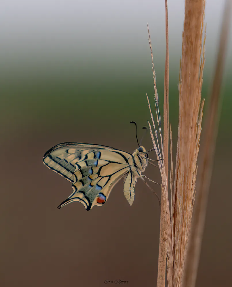 Butterflies