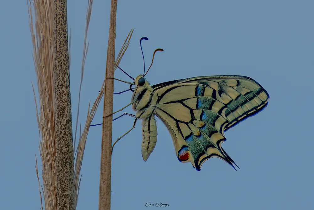 Butterflies