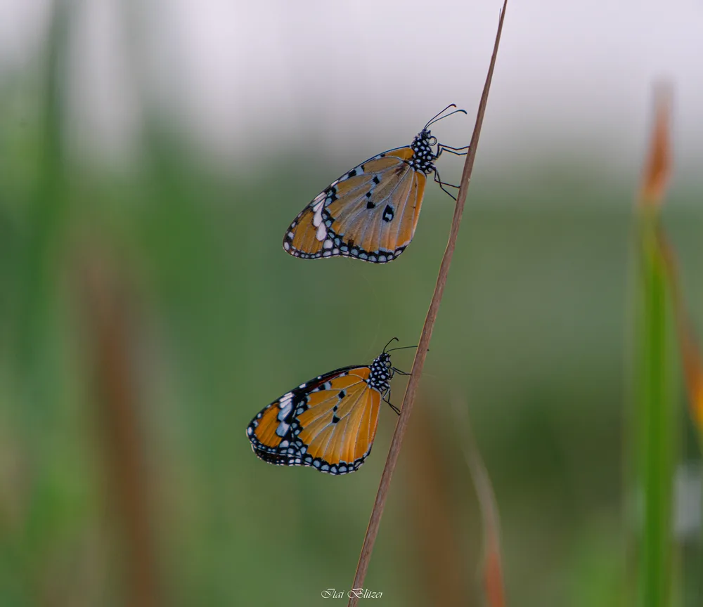 Butterflies