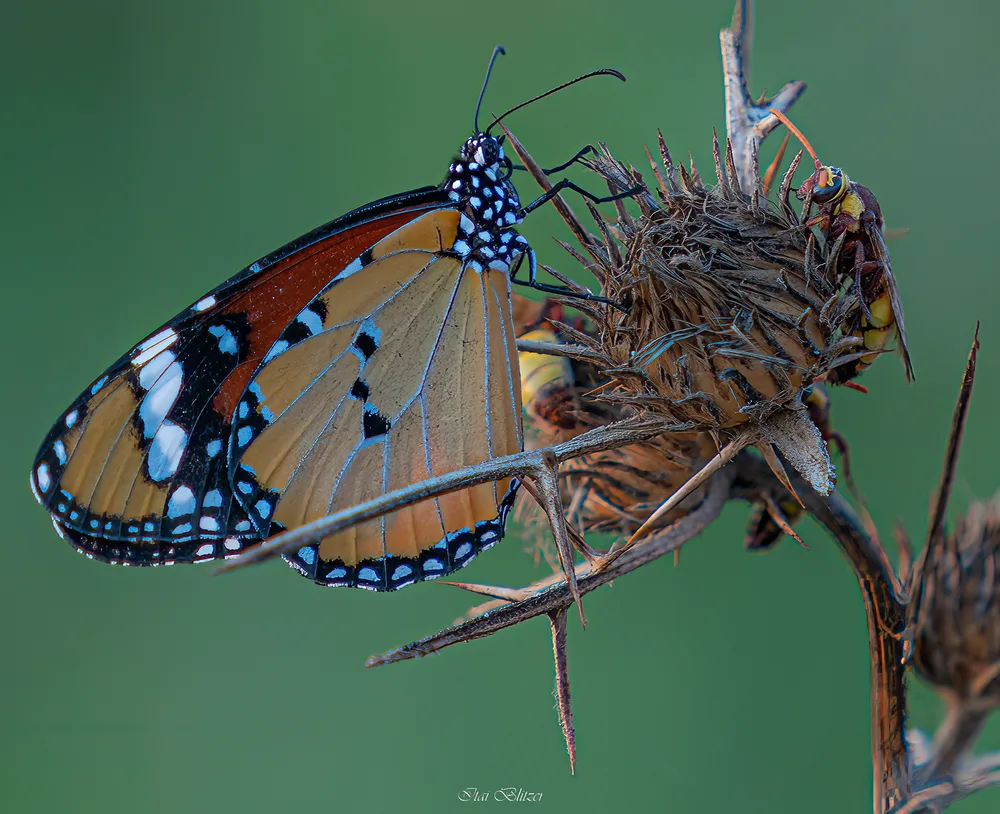 Butterflies