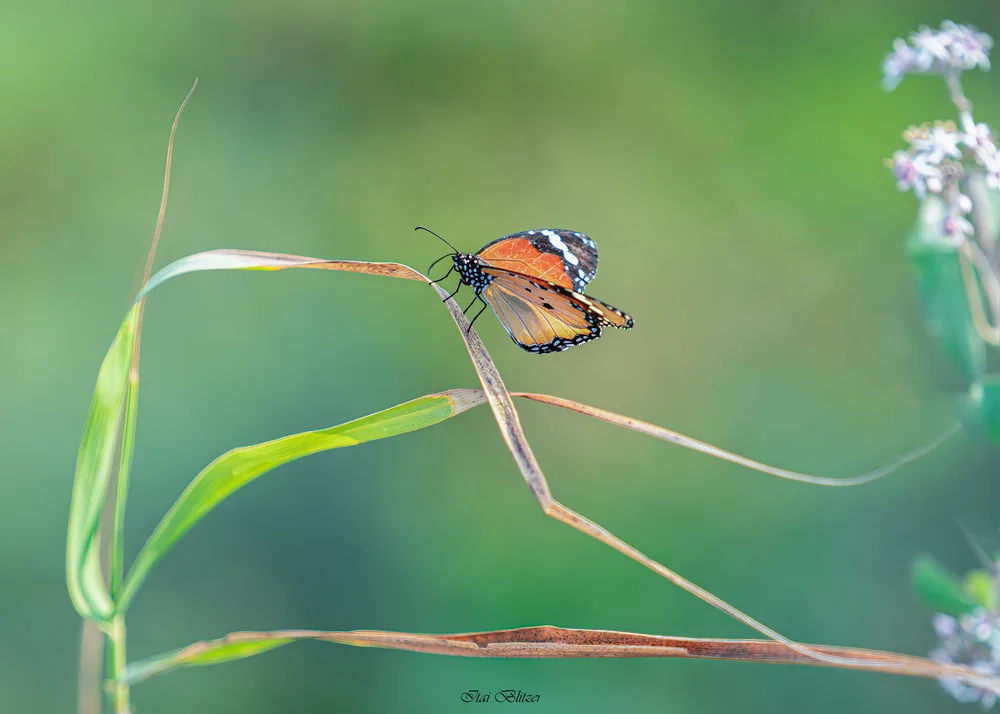 Butterflies