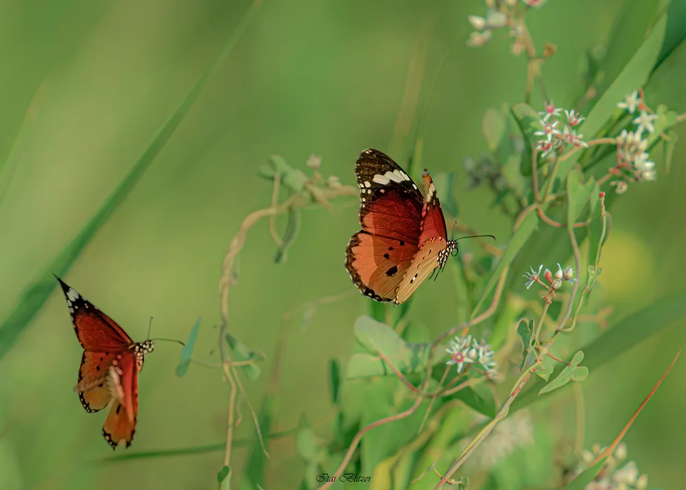 Butterflies