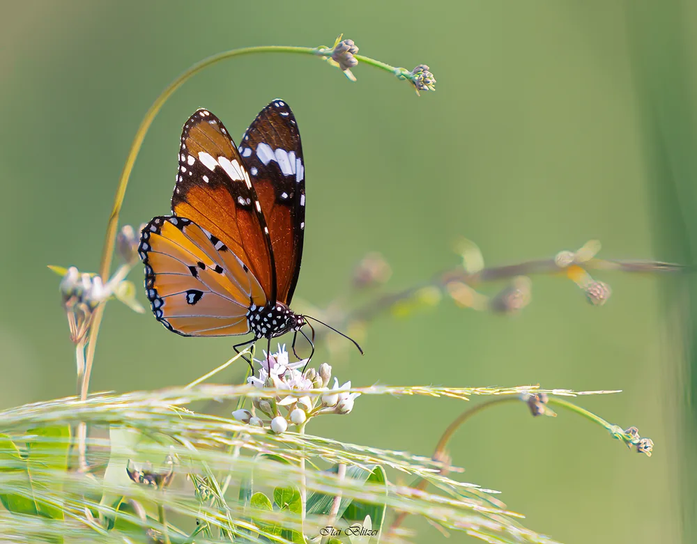 Butterflies