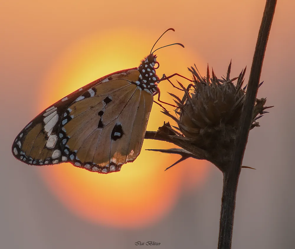 Butterflies