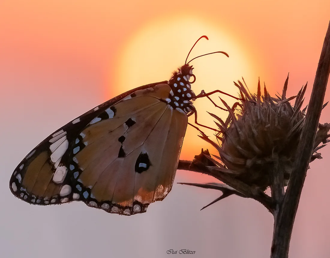 Butterflies