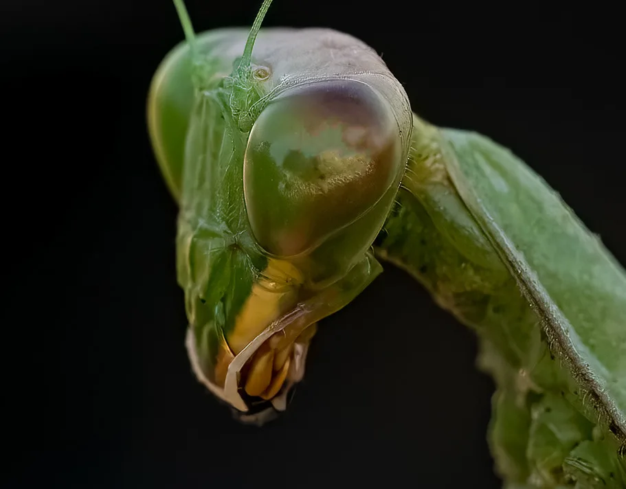 Macro