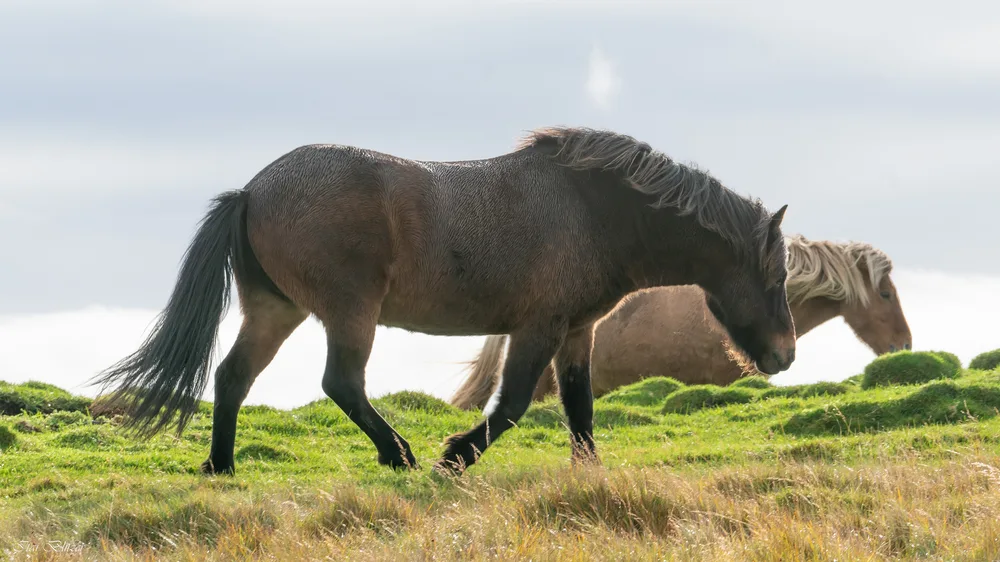 Equestrian