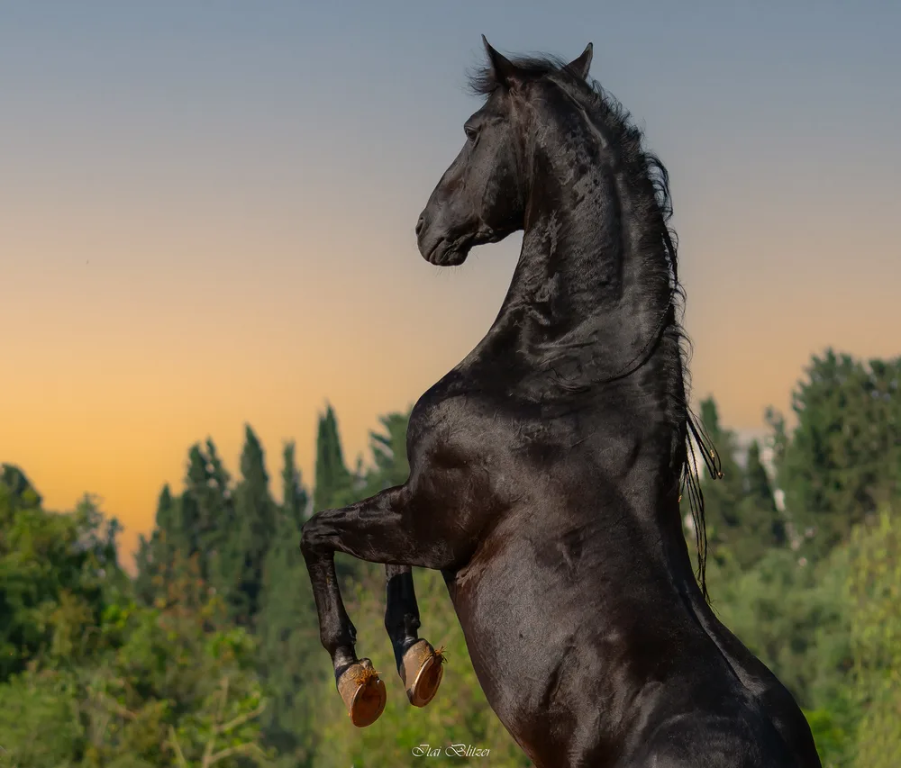 Equestrian