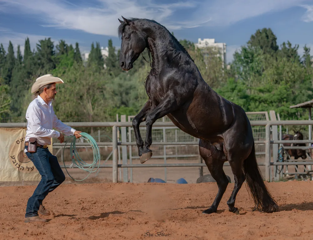 Equestrian