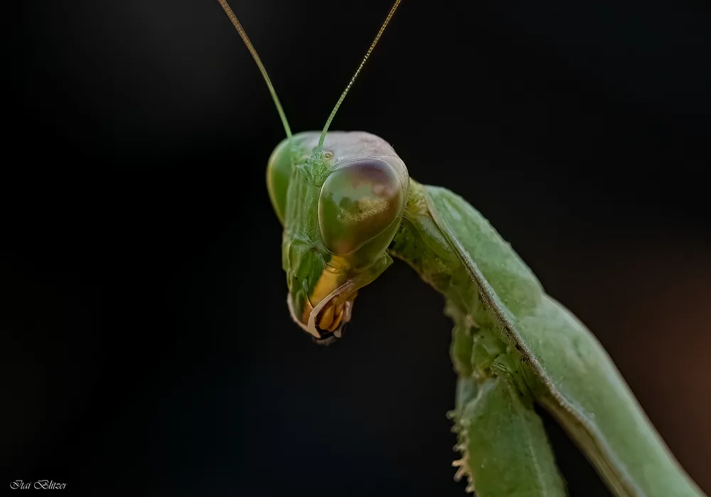 Macro