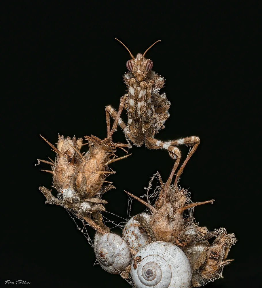 Macro