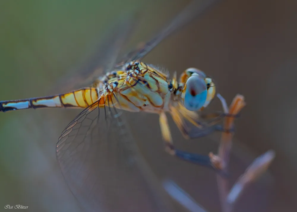 Macro