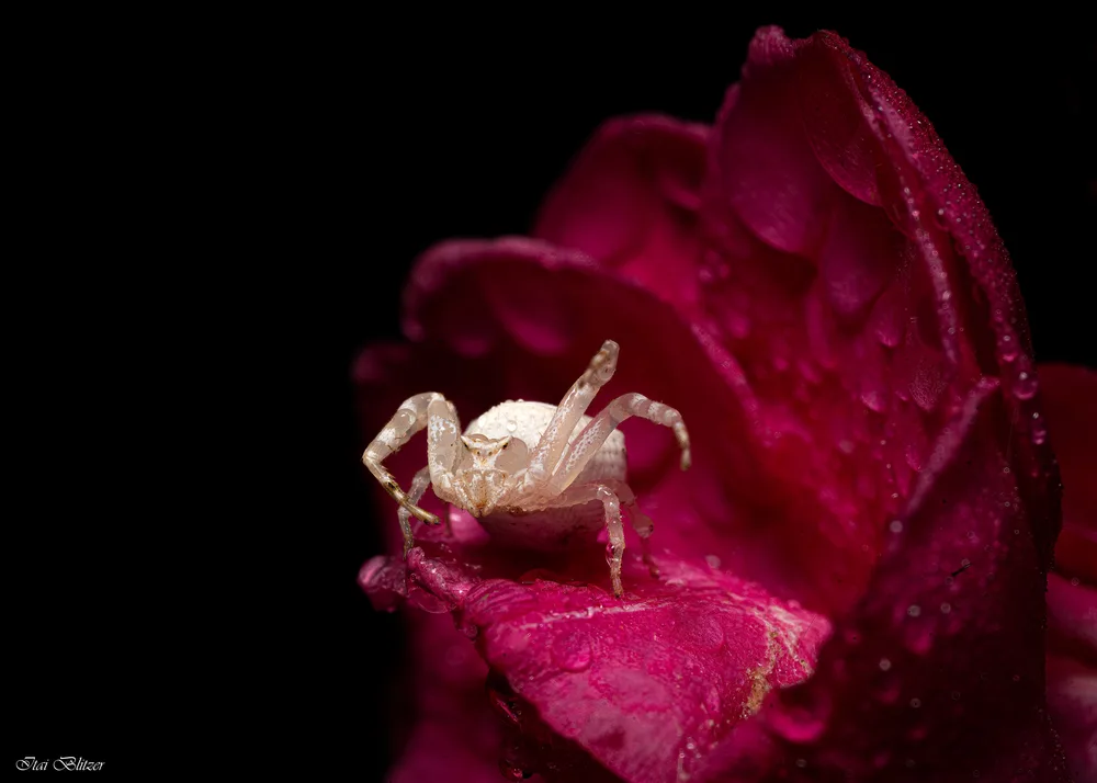 Macro