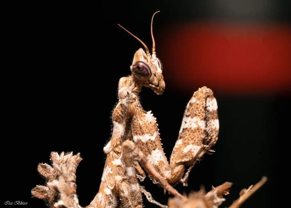 Macro