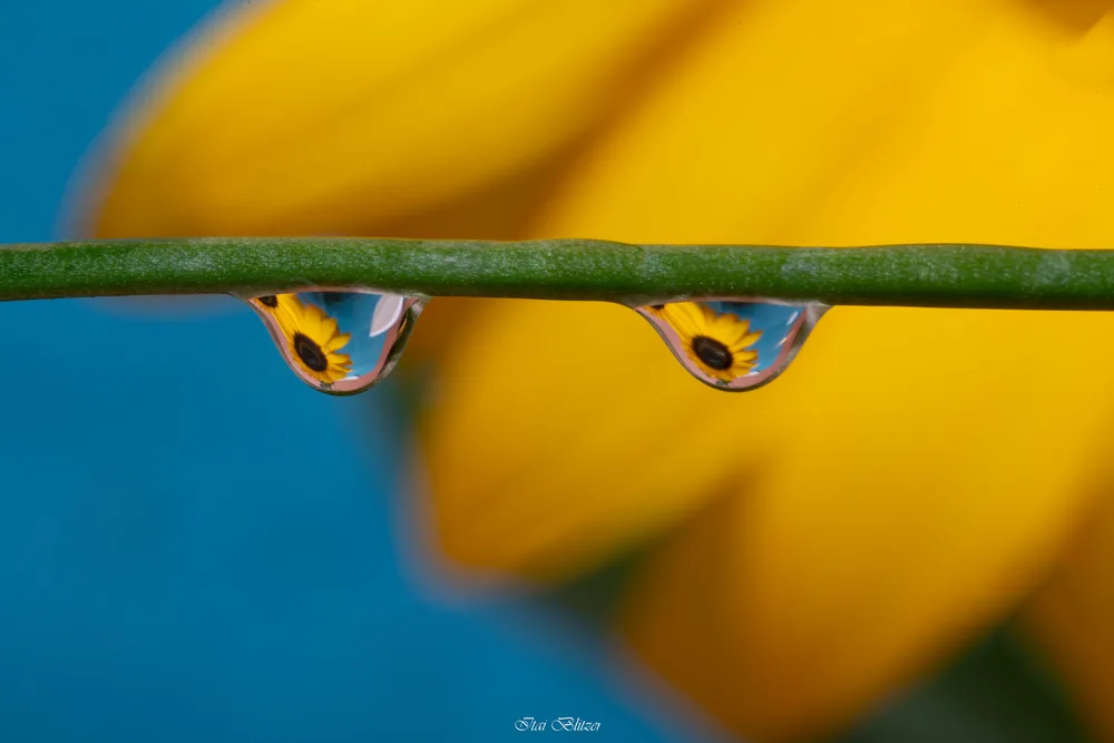 Macro