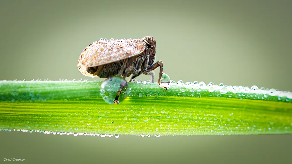 Macro