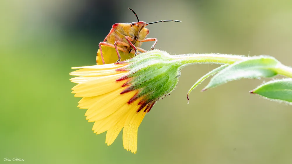 Macro