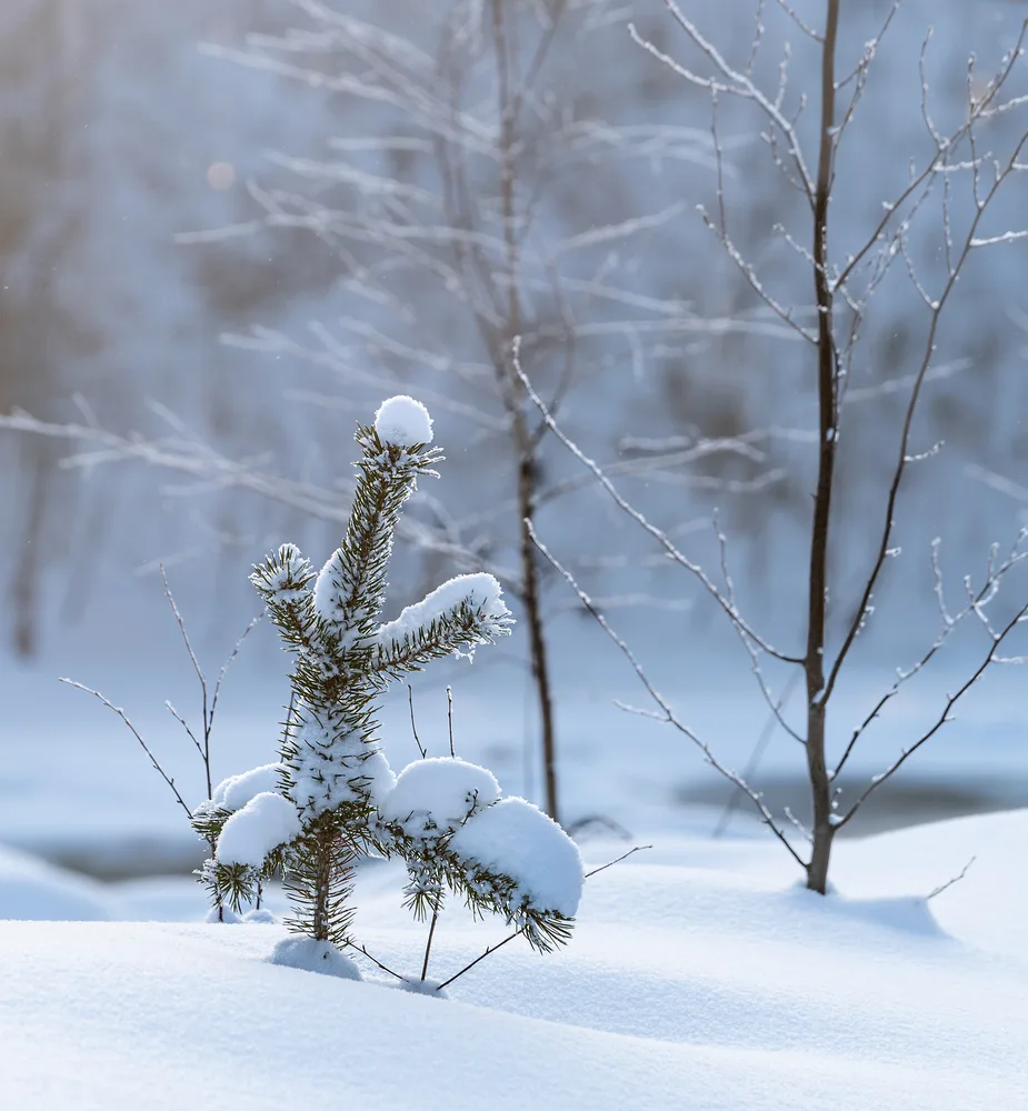 Winter